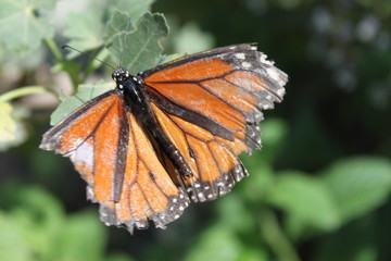Butterfly on Flower