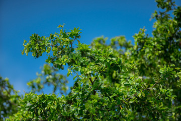 green spring tree leafs