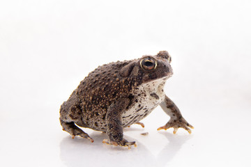 Sapo