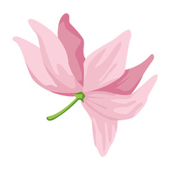 lotus blossom flowers icon cartoon