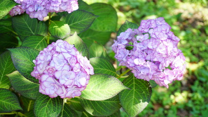 和の情緒溢れるアジサイ！