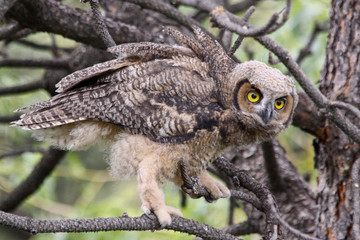 Owlet 5