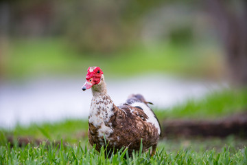 Portrait of a duck in nature blurry background