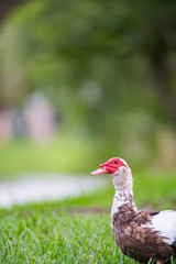 Duck in nature scene