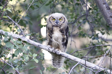 Owlet 4