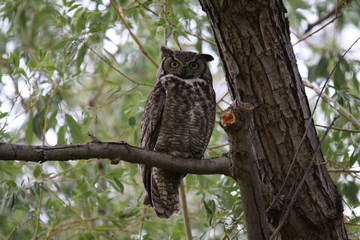 Great Horned Owl