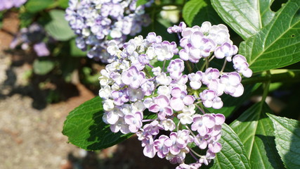 和の情緒溢れるアジサイ！