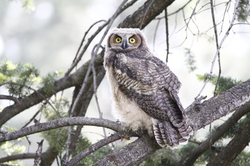 Owlet 3