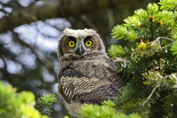 Owlet 2