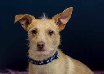 SOULFUL LOOK ON SMALL TERRIER