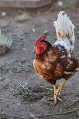 Domestic cage-free Chicken and rooster laying fresh organic eggs in farmer yard poultry easter village cock