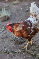 Domestic cage-free Chicken and rooster laying fresh organic eggs in farmer yard poultry easter village cock