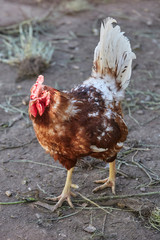 Domestic cage-free Chicken and rooster laying fresh organic eggs in farmer yard poultry easter village cock