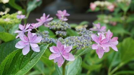 和の情緒溢れるアジサイ！