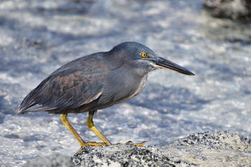 GARZA, GALÁPAGOS
