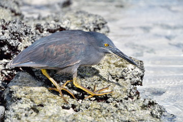 GARZA, GALÁPAGOS