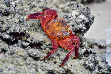 CANGREJO, GALÁPAGOS