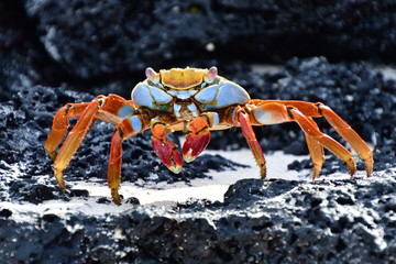 CANGREJO, GALÁPAGOS