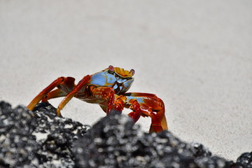 CANGREJO, GALÁPAGOS