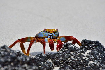 CANGREJO, GALÁPAGOS