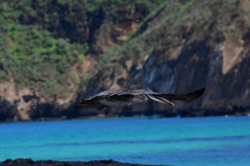 PELÍCANO, GALÁPAGOS