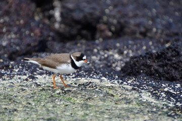 PÁJARO, GALÁPGOS