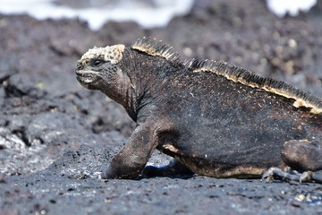 IGUANA MARINA