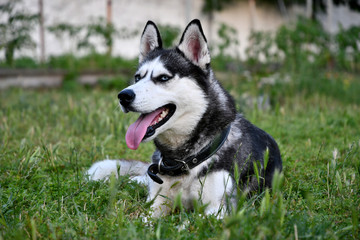 Portrait of a husky outdoors in the summer garden.