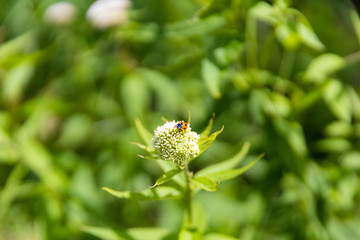 鳥取　船上山　てんとう虫　夏