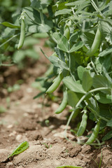 Hand picking fresh organic raw green peas  on cultivated farmers field in summer