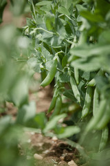 Hand picking fresh organic raw green peas  on cultivated farmers field in summer