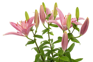 Bouquet of pink lily flower, isolated on white background