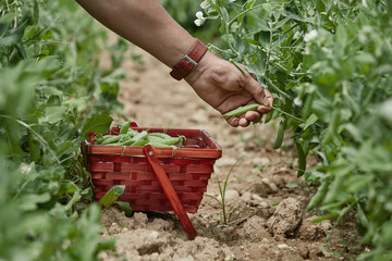 Fototapeta premium Hand picking fresh organic raw green peas &nbsp;on cultivated farmers field in summer