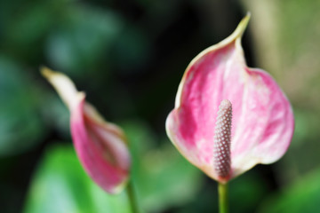 Naklejka premium close up of beautiful pink anthurium flower
