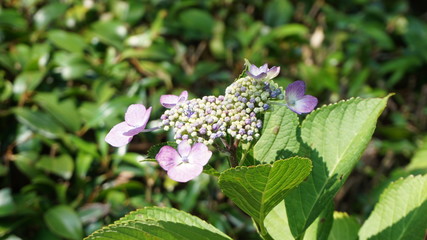 和の情緒溢れるアジサイ！