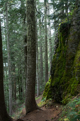 Trail Cuts Around Mossy Wall