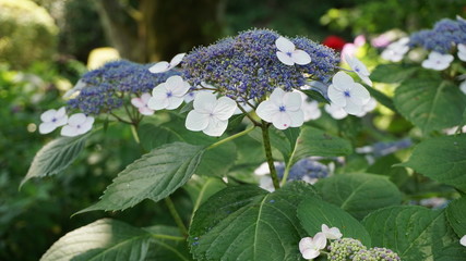 和の情緒溢れるアジサイ！