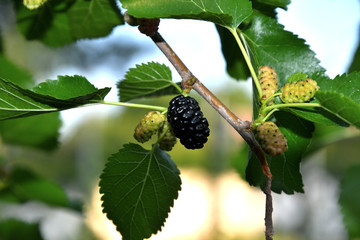 Ripe mulberry in the garden on a summer day.