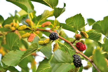Ripe mulberry in the garden on a summer day.