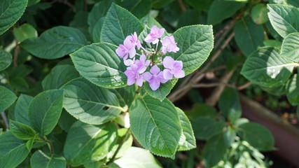 和の情緒溢れるアジサイ！