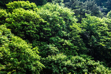 Lush leaves in the forest