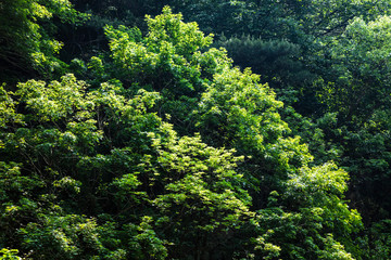 Fototapeta premium Lush leaves in the forest