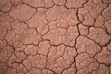 The red soil on the earth formed many cracks of the turtle due to drought.