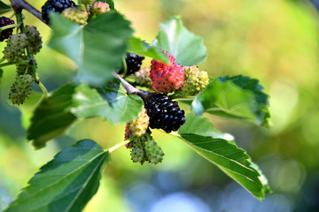 Ripe mulberry in the garden on a summer day.