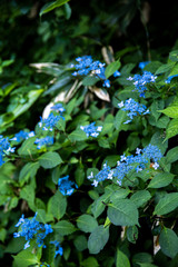 鳥取　船上山　滝　崖　断崖絶壁