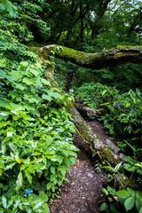 Fototapeta premium 鳥取 船上山 滝 崖 断崖絶壁