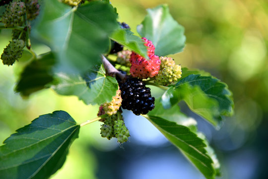 Ripe mulberry in the garden on a summer day.