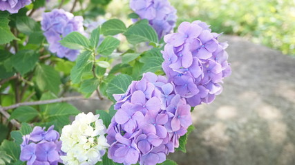 和の情緒溢れるアジサイ！