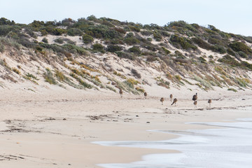 Obraz na płótnie Canvas Family of Emu's walking along the beach
