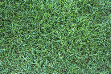 Spring lush slender grass plant background